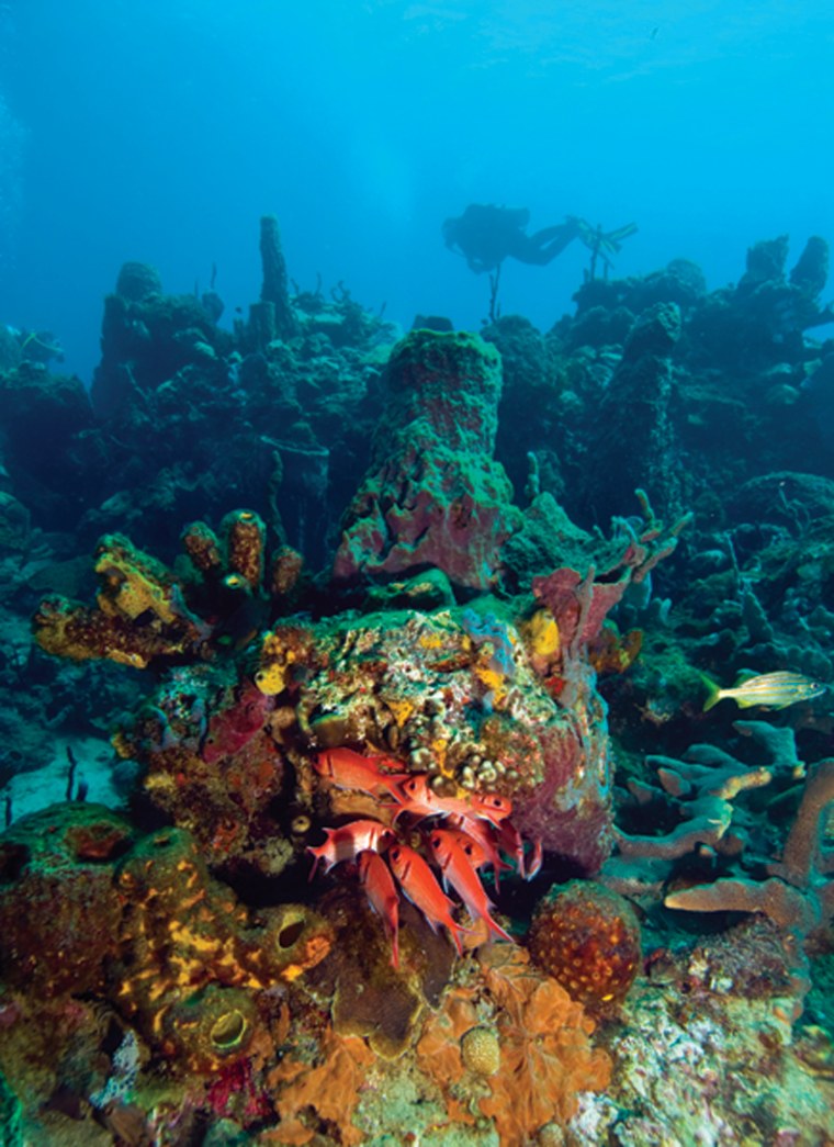 Image: Sorciere offers intense corals and sea life