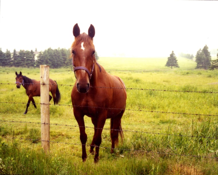 Image: Horses on Prince Edward Island.