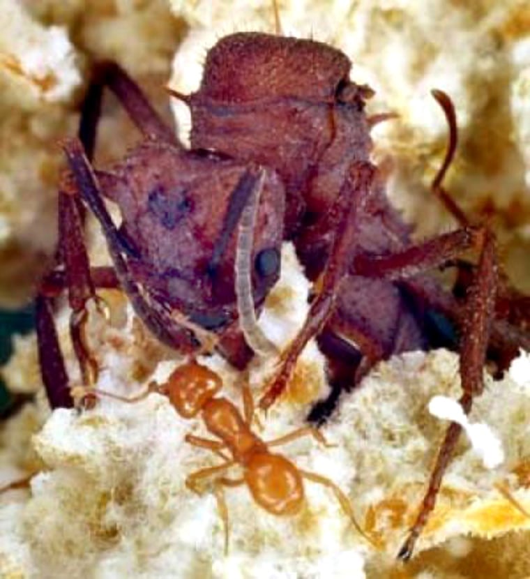 Image: Leaf cutting ant queen and worker