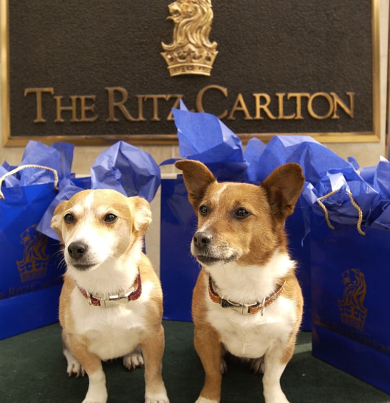 Image: Privileged Pup Pet Massage Service; Ritz Carlton, Sarasota, Fla.