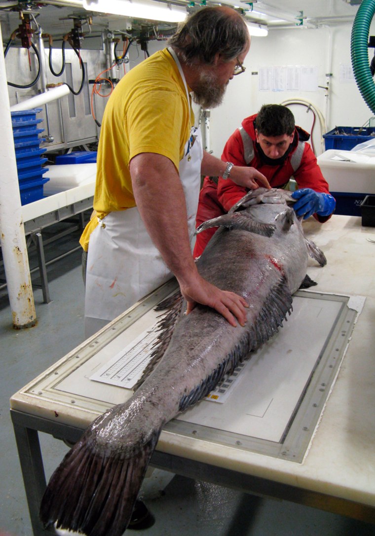 Image: Scientists examine an Antarctic toothfish