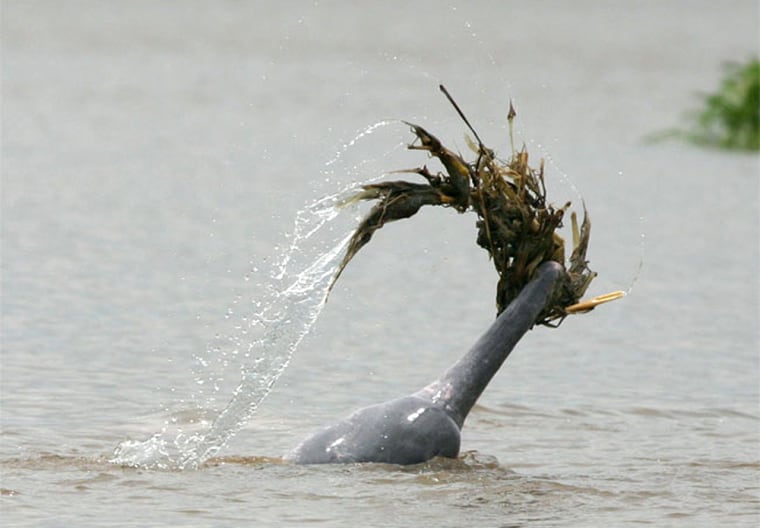 Image: Amazon river dolphin