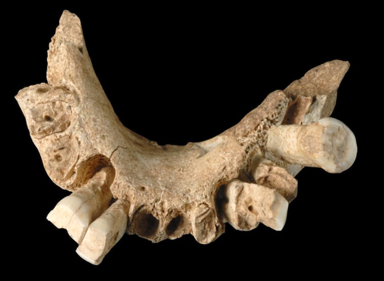 Image: Jawbone unearthed in Spain