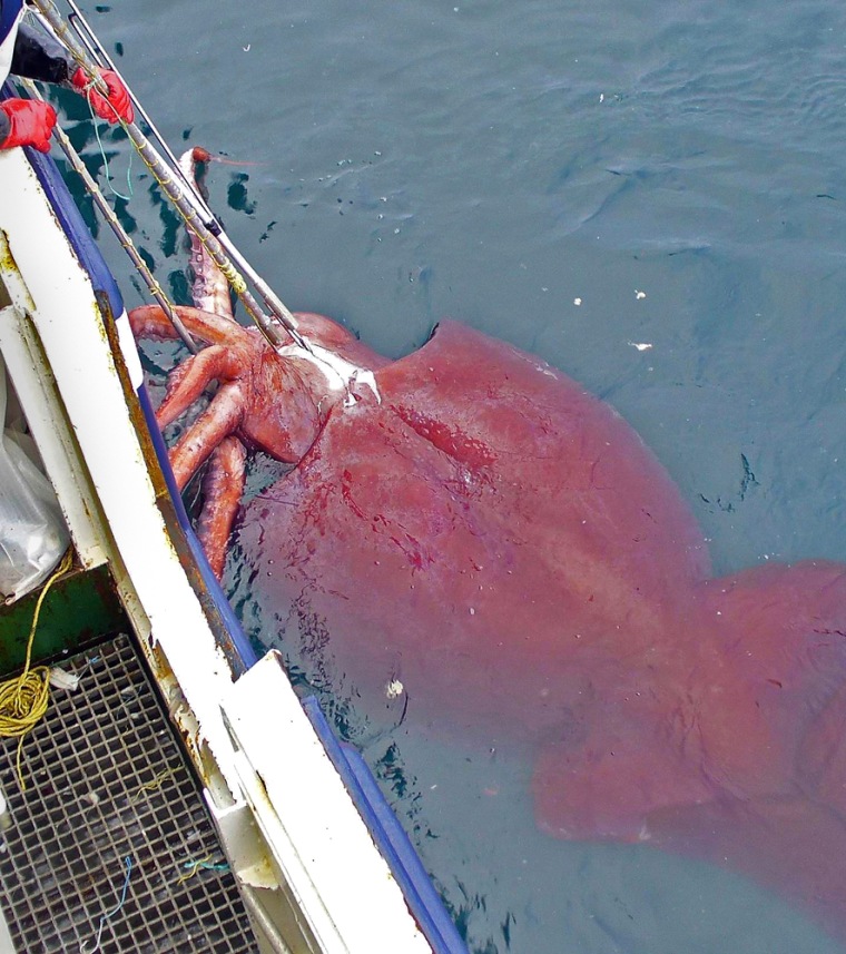 Image: giant squid