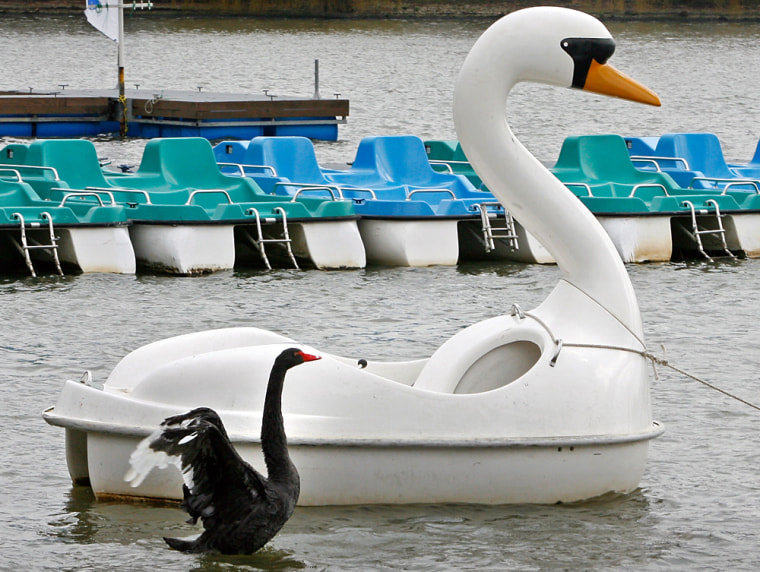 Image: swan boat