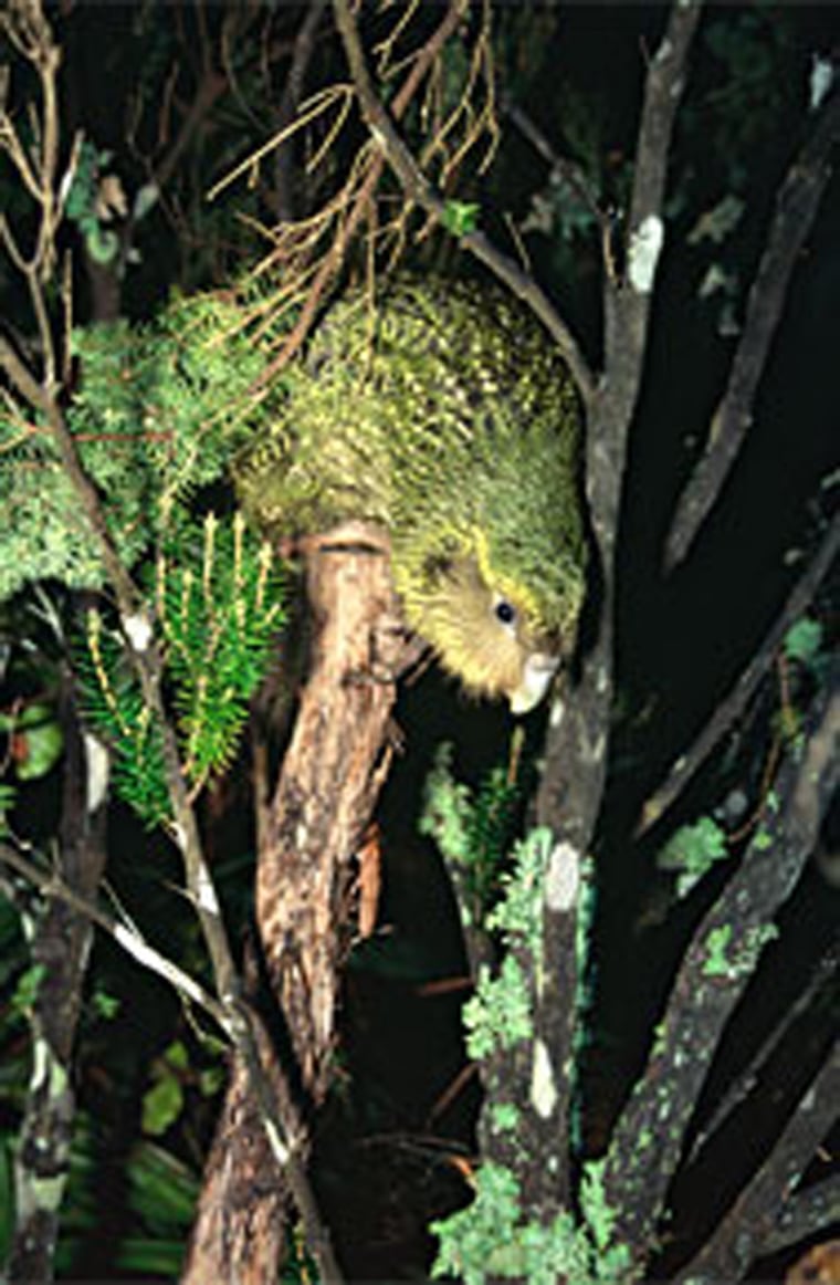 Image: Kakapo in a tree.