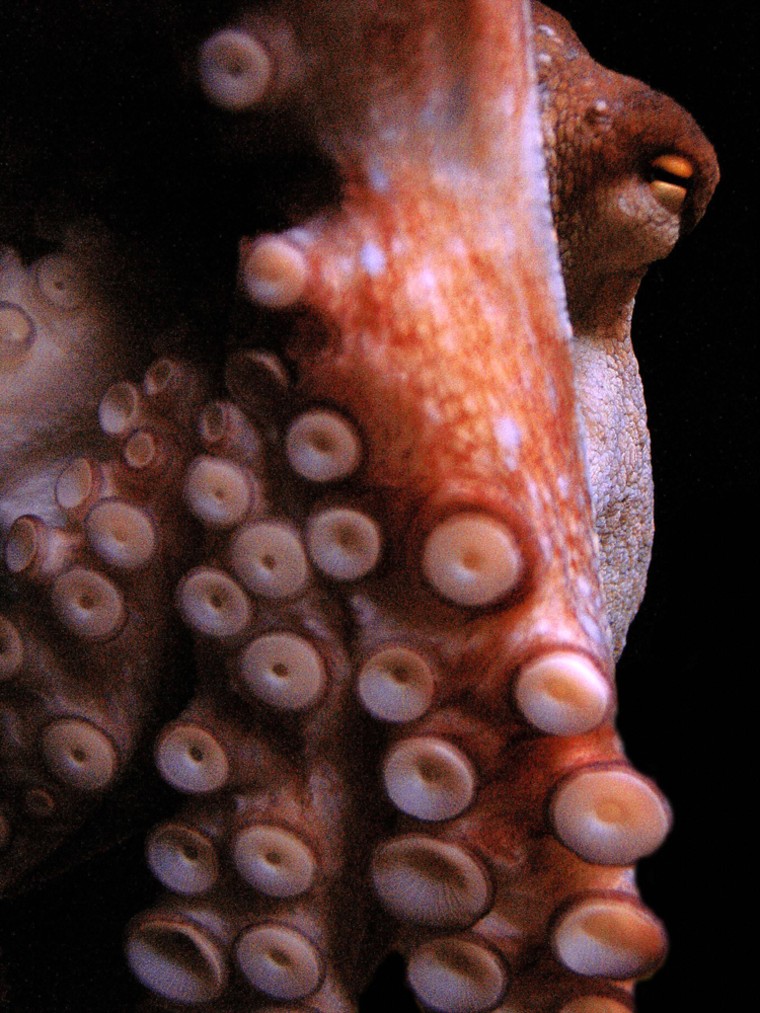Image: An Octopus searches for its next victim