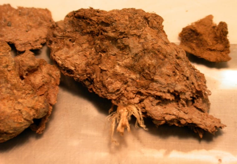 Image: Fossil feces from a cave deposit in Oregon