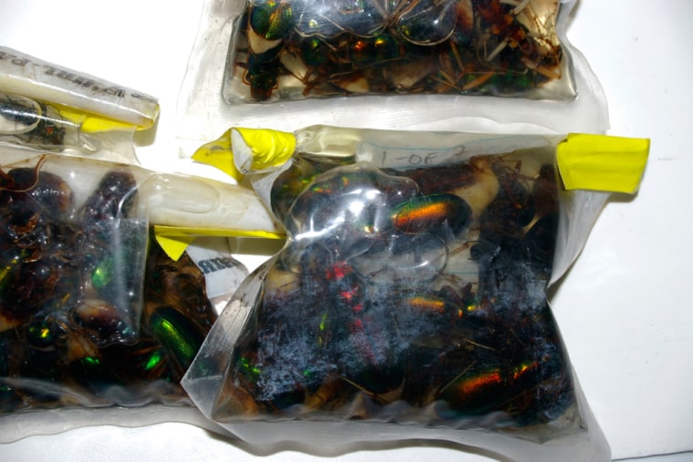 Image:  Native Australian beetles which were seized by customs officials
