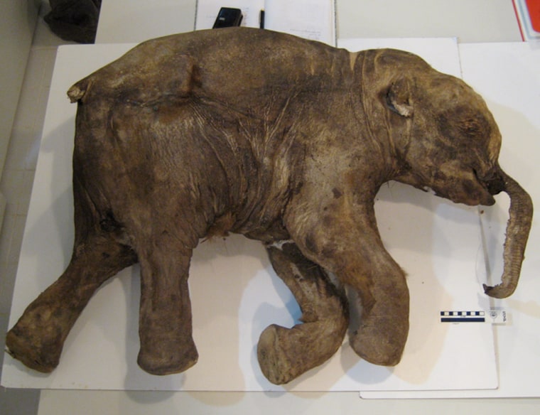 A remarkably well-preserved baby mammoth — at least 10,000 years old — discovered recently in Siberia. 