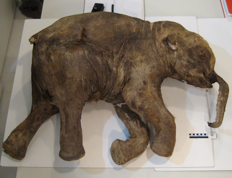 Baby Mammoth Reveals Ancient Secrets