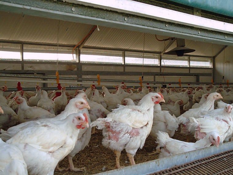 Image: Chicken farm