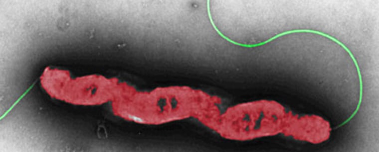 Image: Gut bacteria