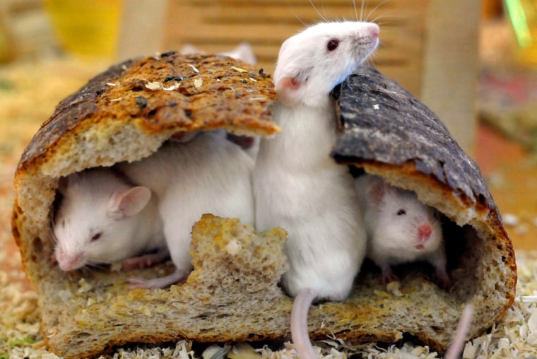 Image: mice
