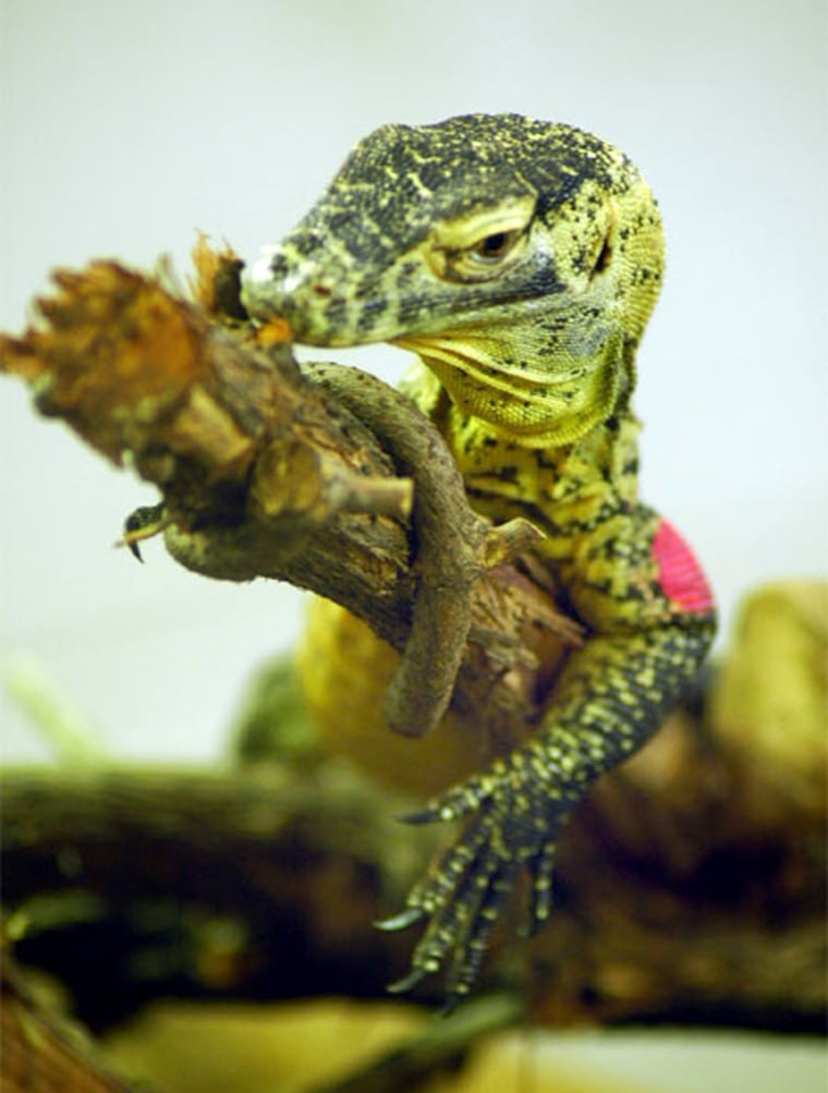 Image: Komodo dragon