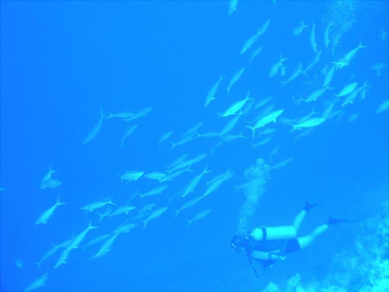 Image: Marine life in Bikini atoll