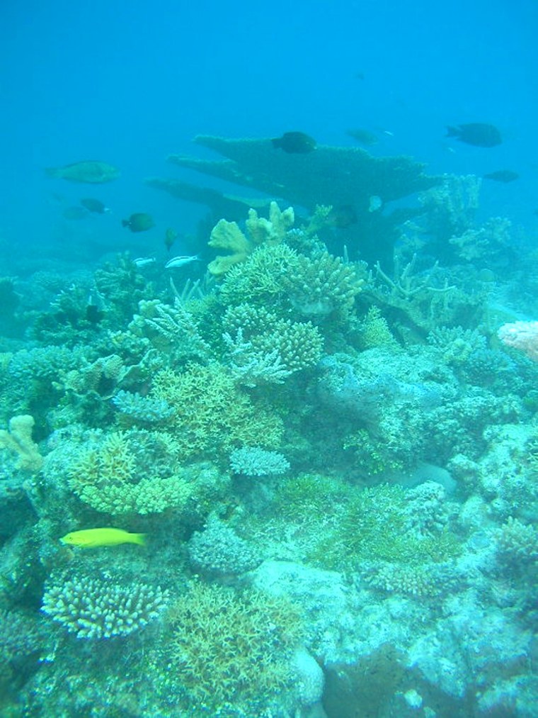 Image: Marine life in Bikini atoll