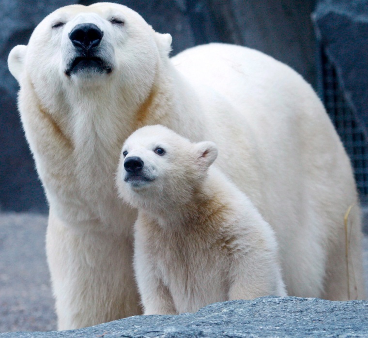 Image: Polar bear cub 'Wilbaer' introduced to the public