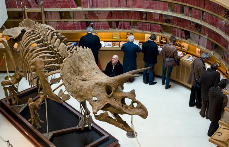 A visitor looks at a Triceratops skeleton at the Christie's auction house in Paris