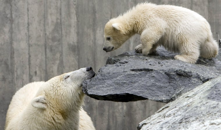 Image: Polar bear cub Wilbaer.
