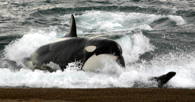 Image: A killer whale attacks on the beach