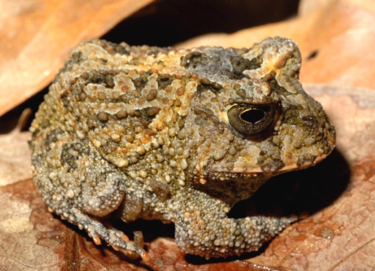 This horned toad is believed to be new to science