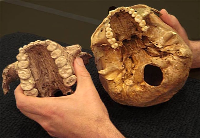 Image: Skulls of Paranthropus boisei, modern-day human