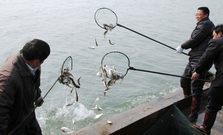 Image: Chinese authorities release the algae-munching fish into the Chaohu lake