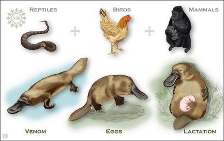 Image: Platypus comparison