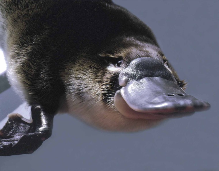 Image: Platypus