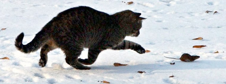 Image: A cat chases a mouse