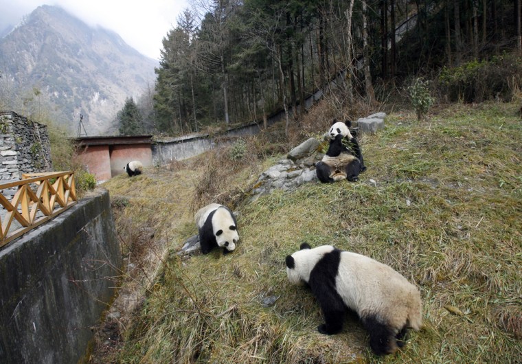 Image: pandas