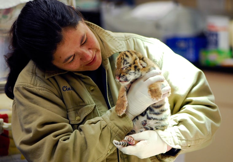 The rare Amur tiger cub, called Baby Tiger for now, is being cared for by zookeepers, who have given her mother a drug to spur milk production in hopes of getting her maternal instincts to kick in.