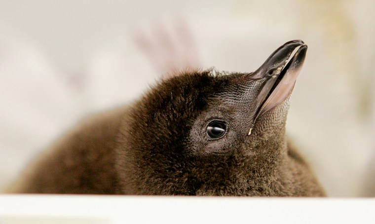 Image: baby Little Blue penguin