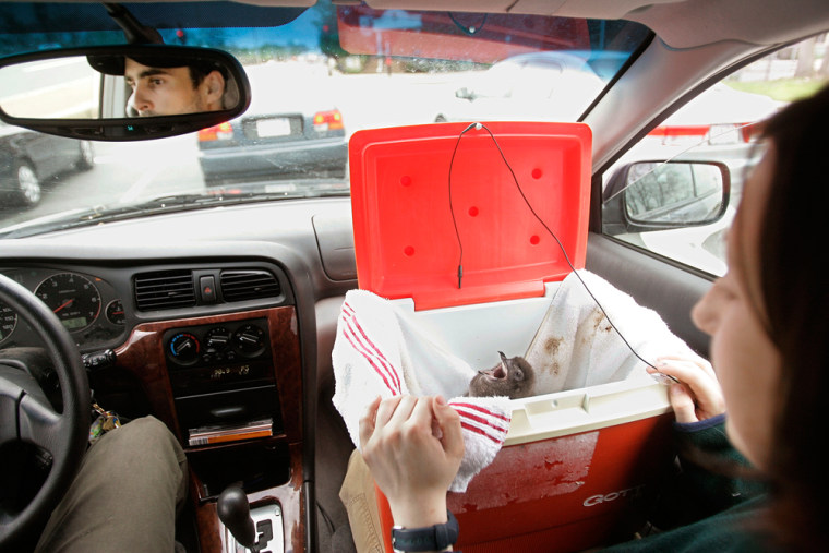Image: baby penguin in cooler