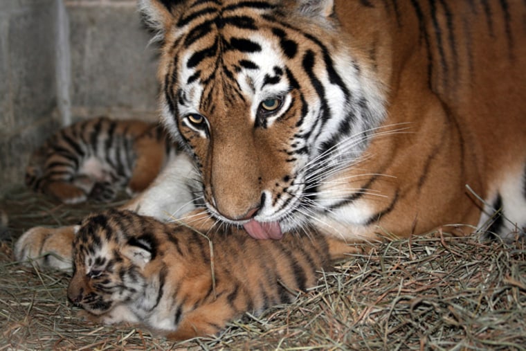 Image: Amur tigress, cubs