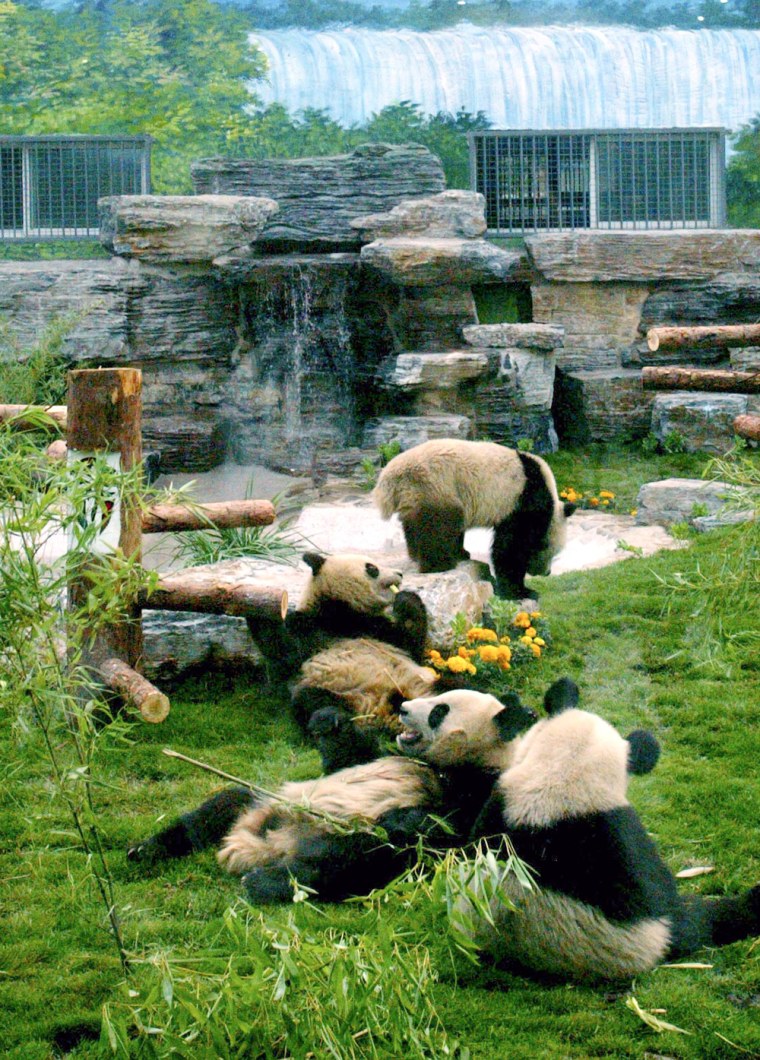 Image: Newly arrived giant pandas have a light moment at Beijing Zoo