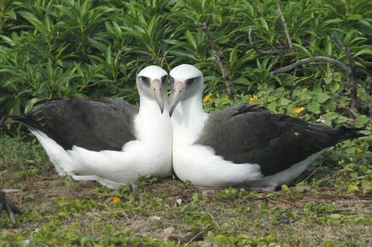 Image: Paired female Laysan albatrosses