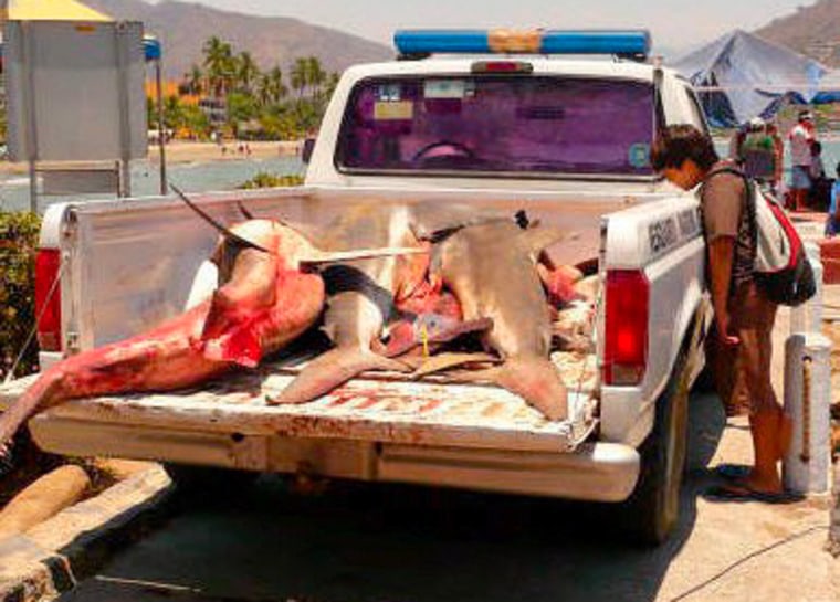 Image: Sharks killed after attack in Zihuatanejo