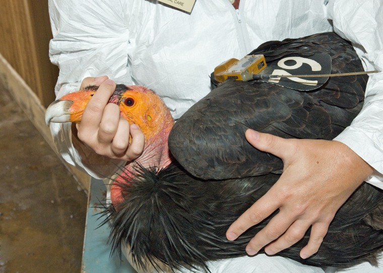 This is one of the California condors being treated at the Los Angeles Zoo for lead poisoning.