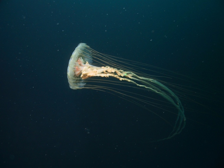 The chrysaora melanaster jellyfish is one of the species found in the Bering Sea off Alaska.