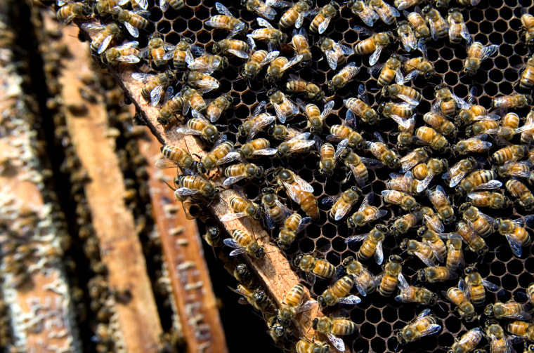 Image: Honeybees in China