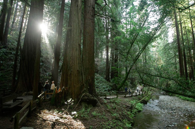 Image: Muir Woods National Monument