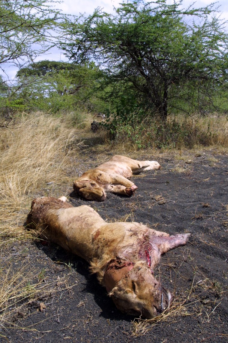 Two lions speared in June 2005 by local Maasai were found on the Mbirikani Group Ranch in the Amboseli-Tsavo ecosystem in southern Kenya. The lions were killed in retaliation for cattle losses.