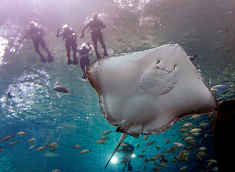 Image: People swim in the Atlanta aquarium