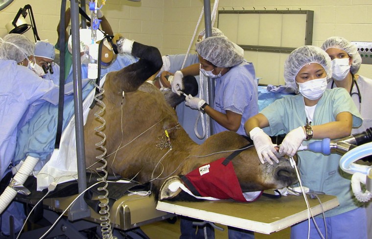 Image: Endangered Przewalksi horse named \"Minnesota\"