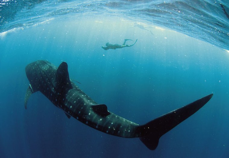 Whale sharks are the largest shark and largest fish species swimming around in the seas. Credit: Brad Norman