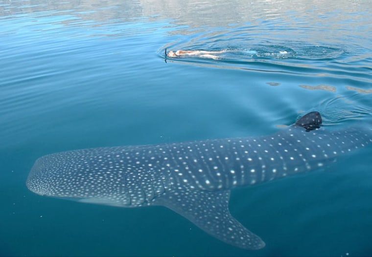 Marine scientists swam alongside the whale sharks in Australia's Ningaloo Reef to study and photograph them. Credit: Brad Norman