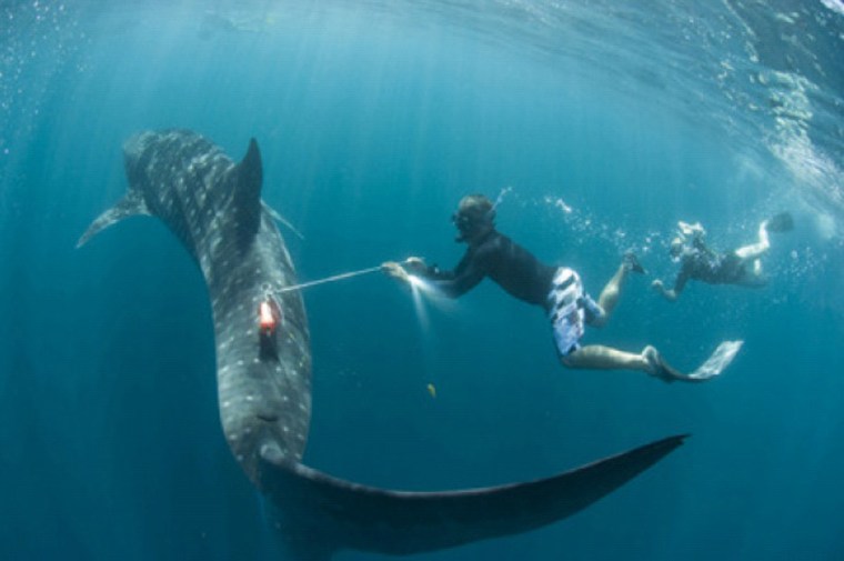 Brad Norman attaches a \"daily diary\" device to a whale shark. Rory Wilson swims behind him. Credit: image courtesy of Rolex Awards/Juergen Freund