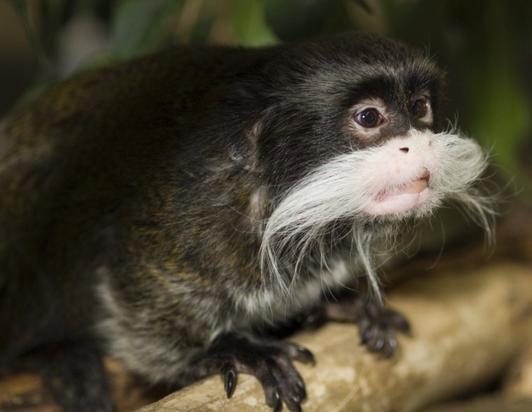 Image:  Rollie, an Emporer Tamarin monkey